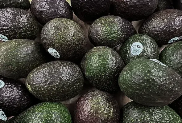 Exportaciones de Aguacate a Estados Unidos Crecen 35 por ciento